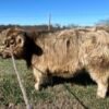 juuli-miniature-highland-heifer-for-sale juuli-miniature-highland-heifer-for-sale