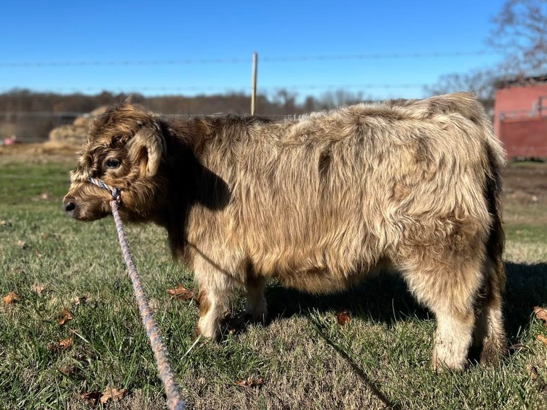 juuli-miniature-highland-heifer-for-sale juuli-miniature-highland-heifer-for-sale