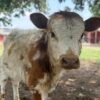 Miniature Highpark Bull For Sale