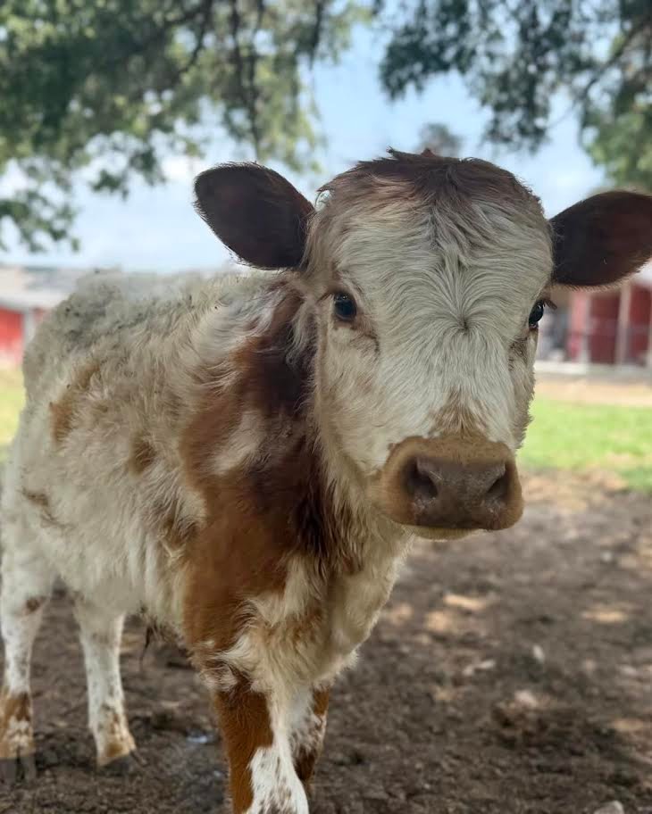 Miniature Highpark Bull For Sale