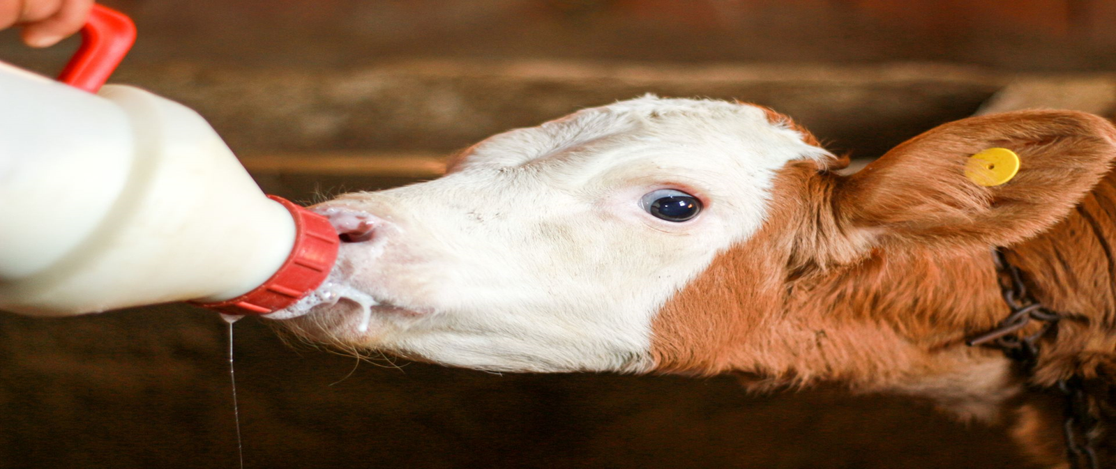 Bottle Feeding Miniature Calves Guide Mini Highland Park
