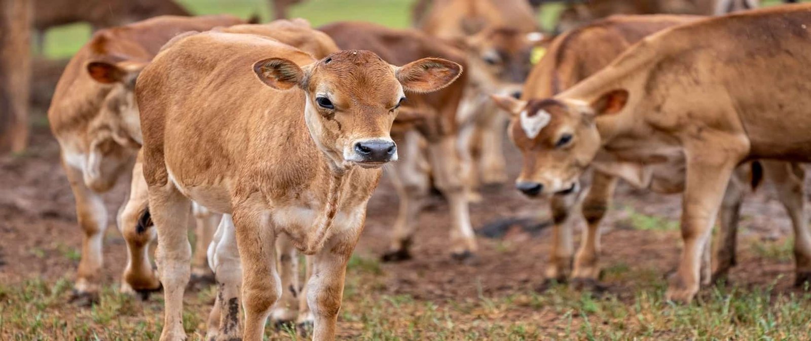 Highland Jersey Cross Cattle Guide Mini Highland Park