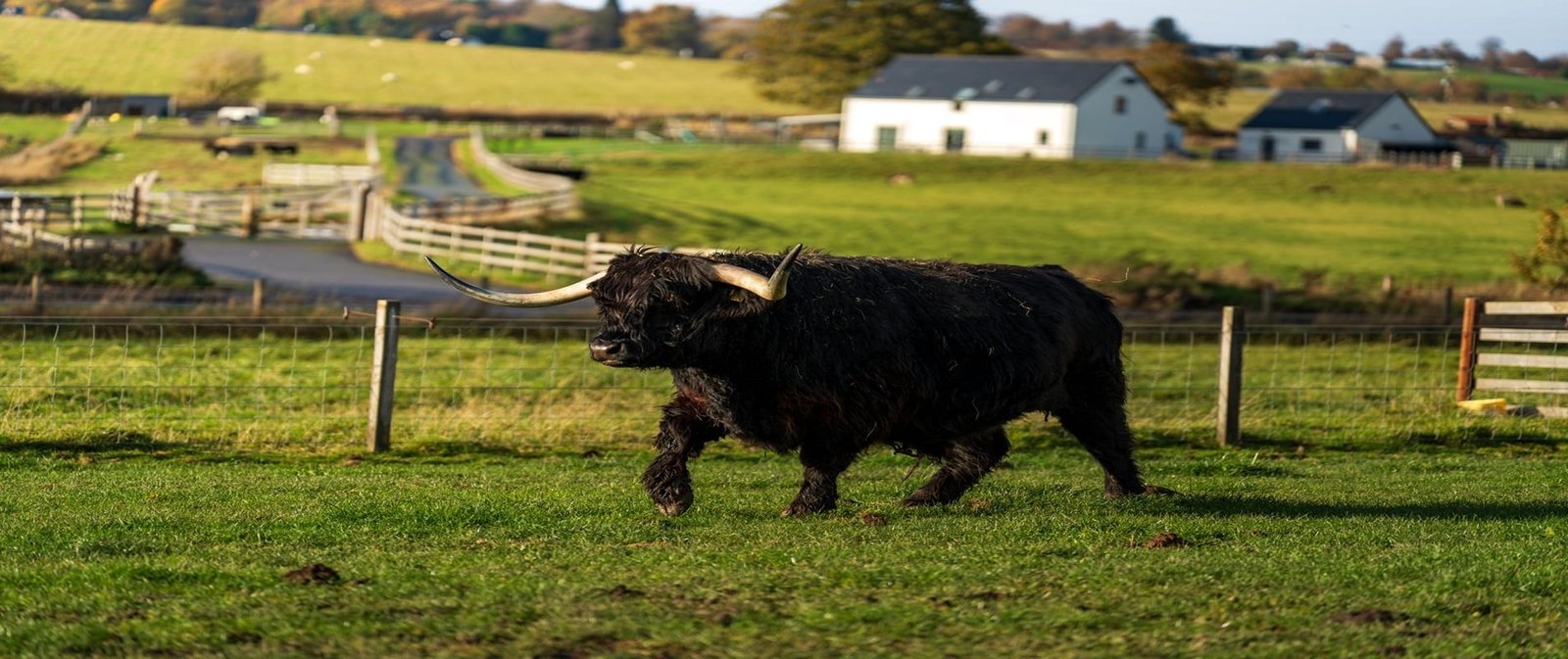 Miniature Cattle Homestead Guide Mini Highland Park